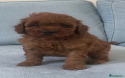 Cockapoo dogs for sale: Toy F1B cockapoo pups - Image 14