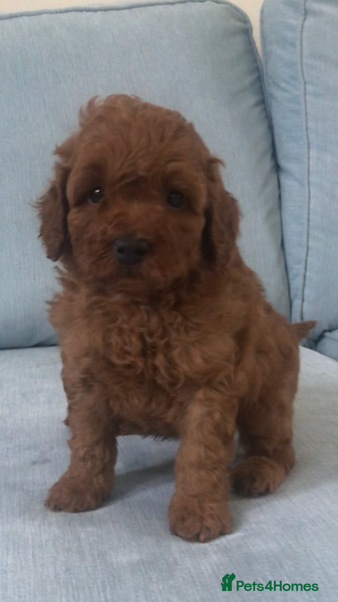 Cockapoo dogs for sale: Toy F1B cockapoo pups - Image 14