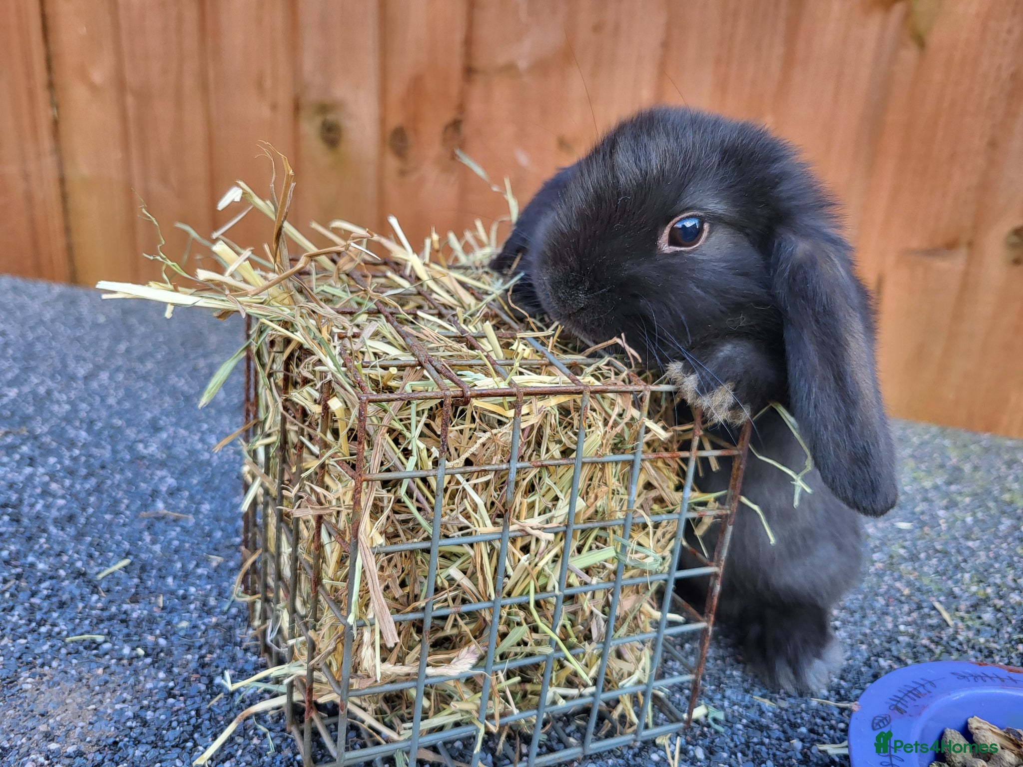 Mini Lop rabbits Mini lops - Advert 7