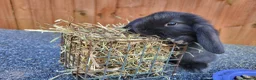 Mini Lop rabbits for sale: Mini lops - Advert 6