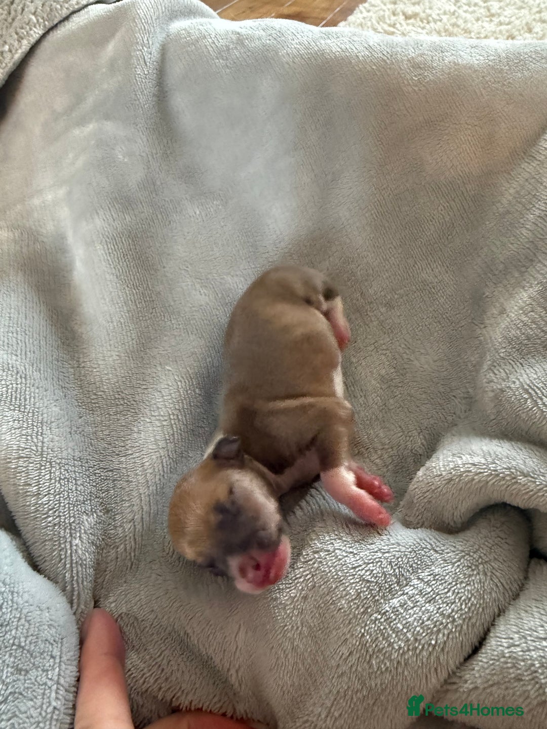 Italian Greyhound dogs for sale: Italian greyhound 4 gorgeous boys 💙 - Image 6