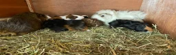 Guinea Pig rodents for sale: Lovely guinea pigs  - Advert 14