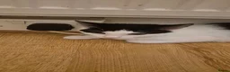Mixed Breed cats for sale: Two kittens, one male and one female, mixed breed. - Advert 2