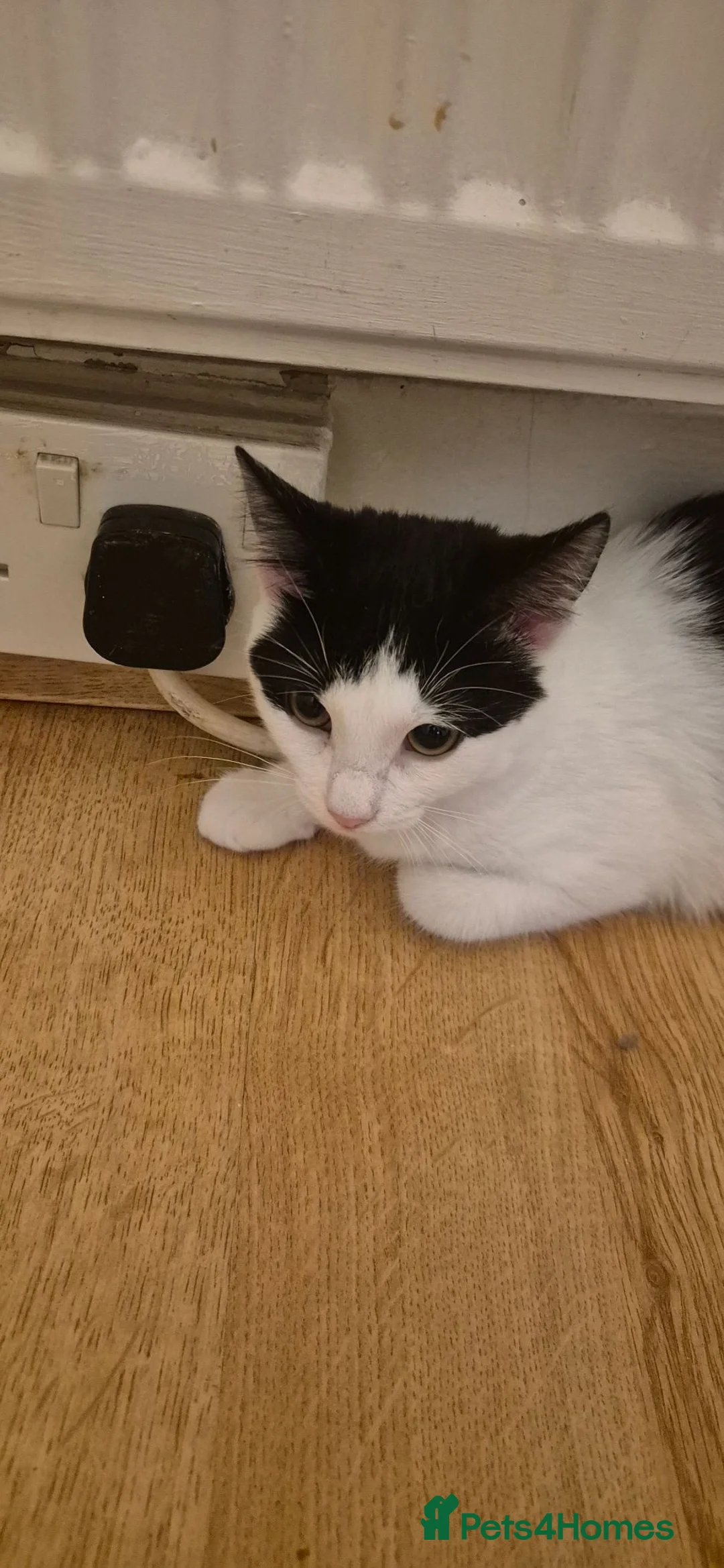 Mixed Breed cats for sale: Two kittens, one male and one female, mixed breed. - Advert 2