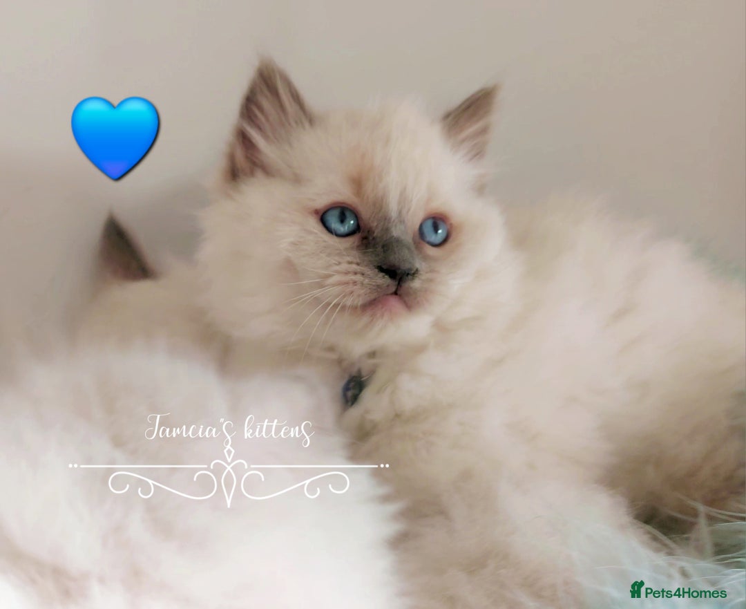 Ragdoll cats for sale: Beautiful Ragdoll kittens 😻😻😻 - Image 8