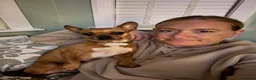 Mixed Breed dogs for sale: Beautiful Nala 5yo Chihuahua X French Bulldog - Advert 14