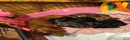 Mixed Breed dogs for sale: Miniature schnoxies  - Advert 2