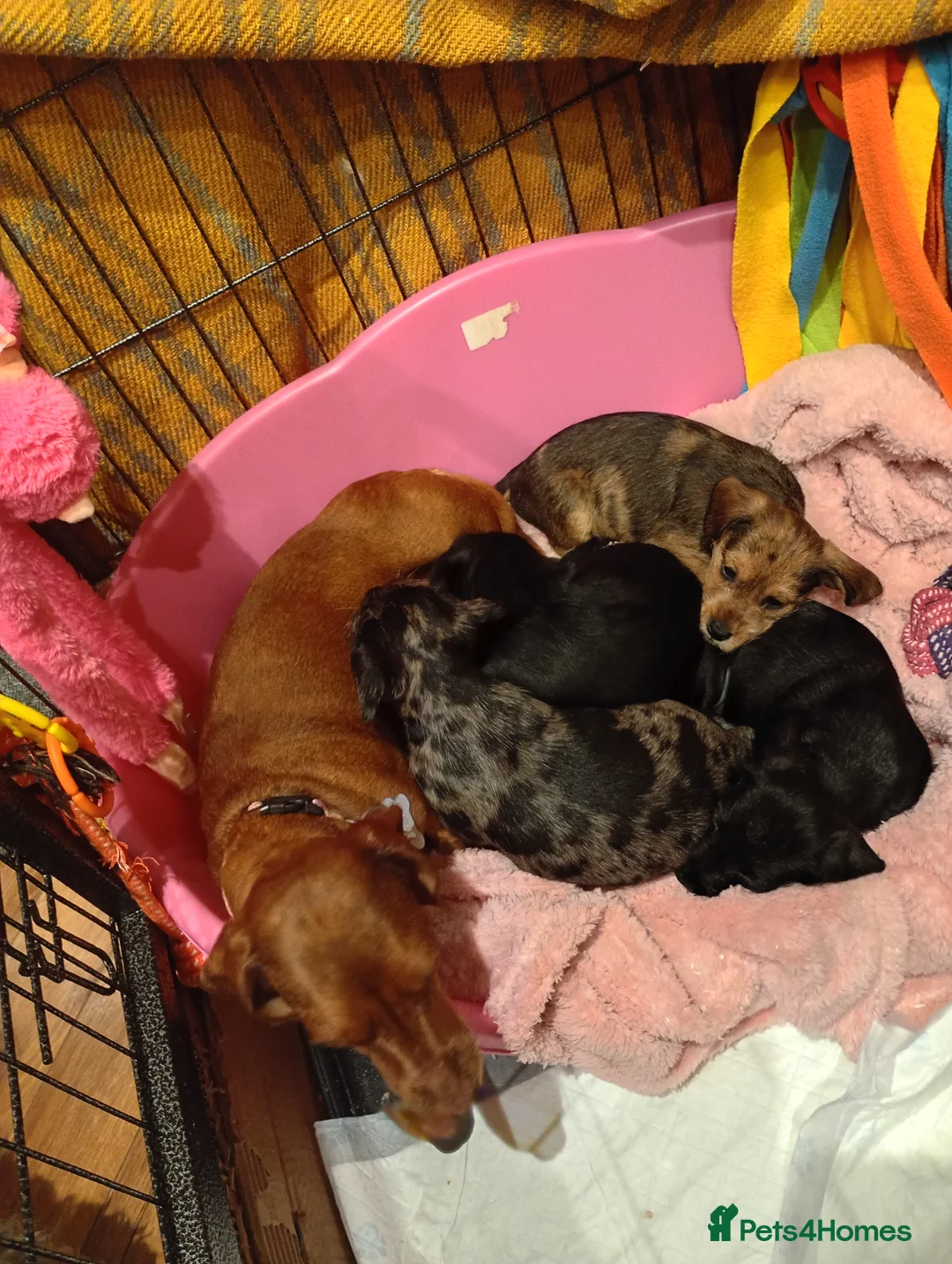 Mixed Breed dogs for sale: Miniature schnoxies  - Advert 2