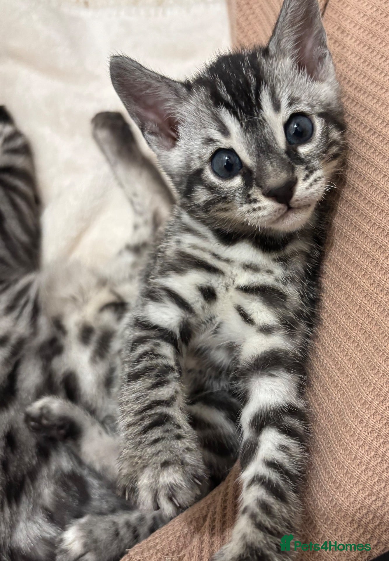Bengal cats for sale: 🌟Pedigree bengal kittens 🌟 - Advert 2