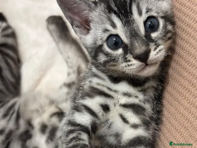 Bengal cats for sale: 🌟Pedigree bengal kittens 🌟 - Advert 2