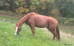 Irish Sports horses for sale: Twyncynnfig Royal Flush  - Image 1