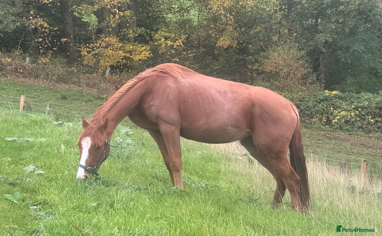 Irish Sports horses - Advert 1