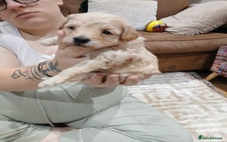 Maltipoo dogs for sale: Maltypoo pups - Image 2