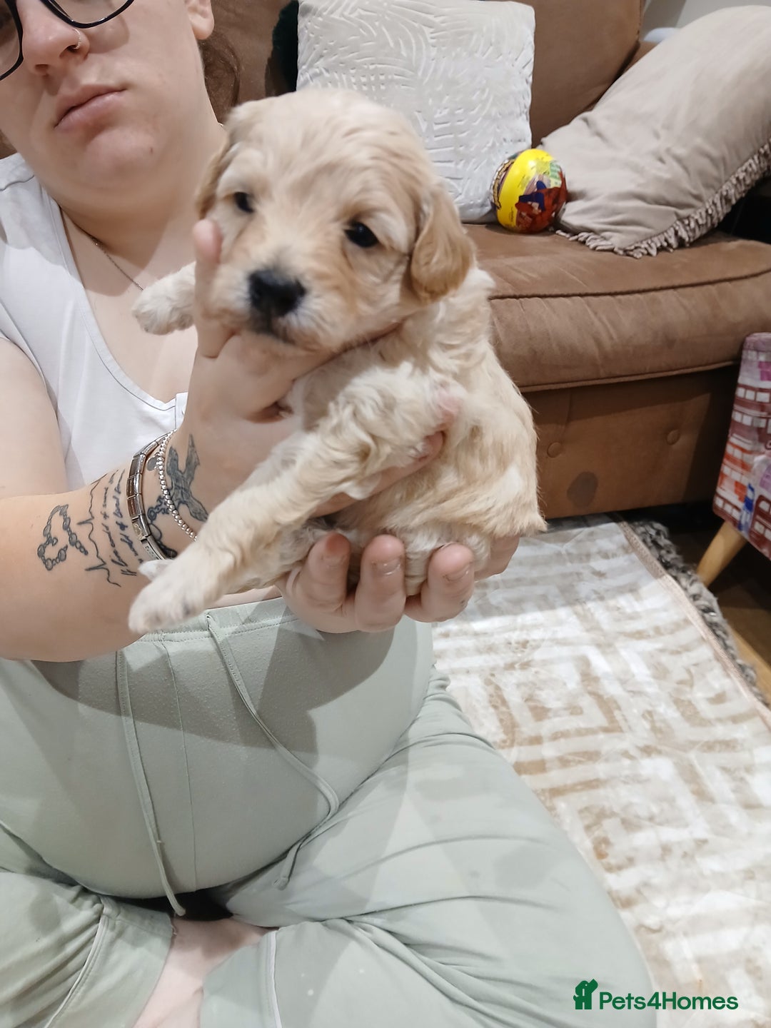 Maltipoo dogs for sale: Maltypoo pups - Image 2
