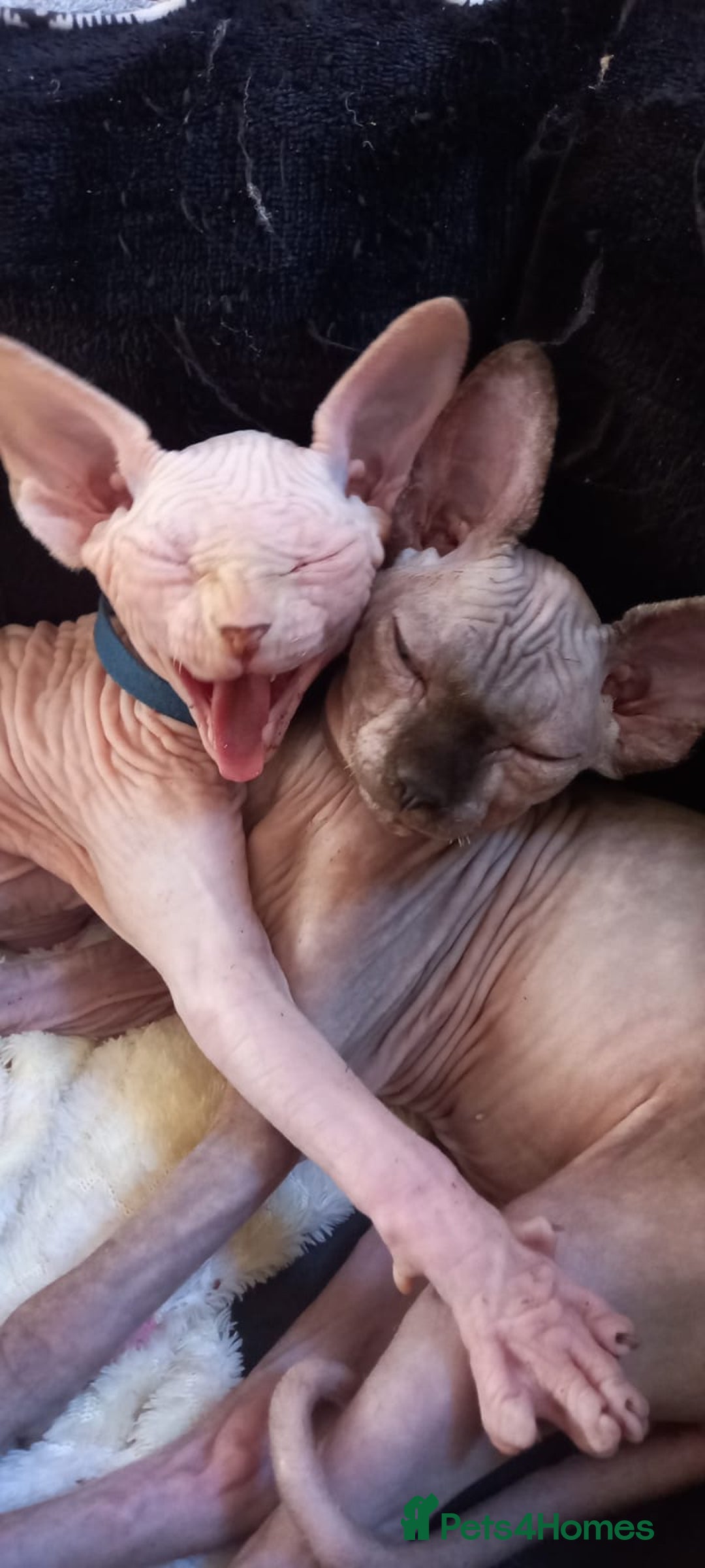 Sphynx cats for sale: 5 Adorable Sphynx Kittens for sale! - Image 3