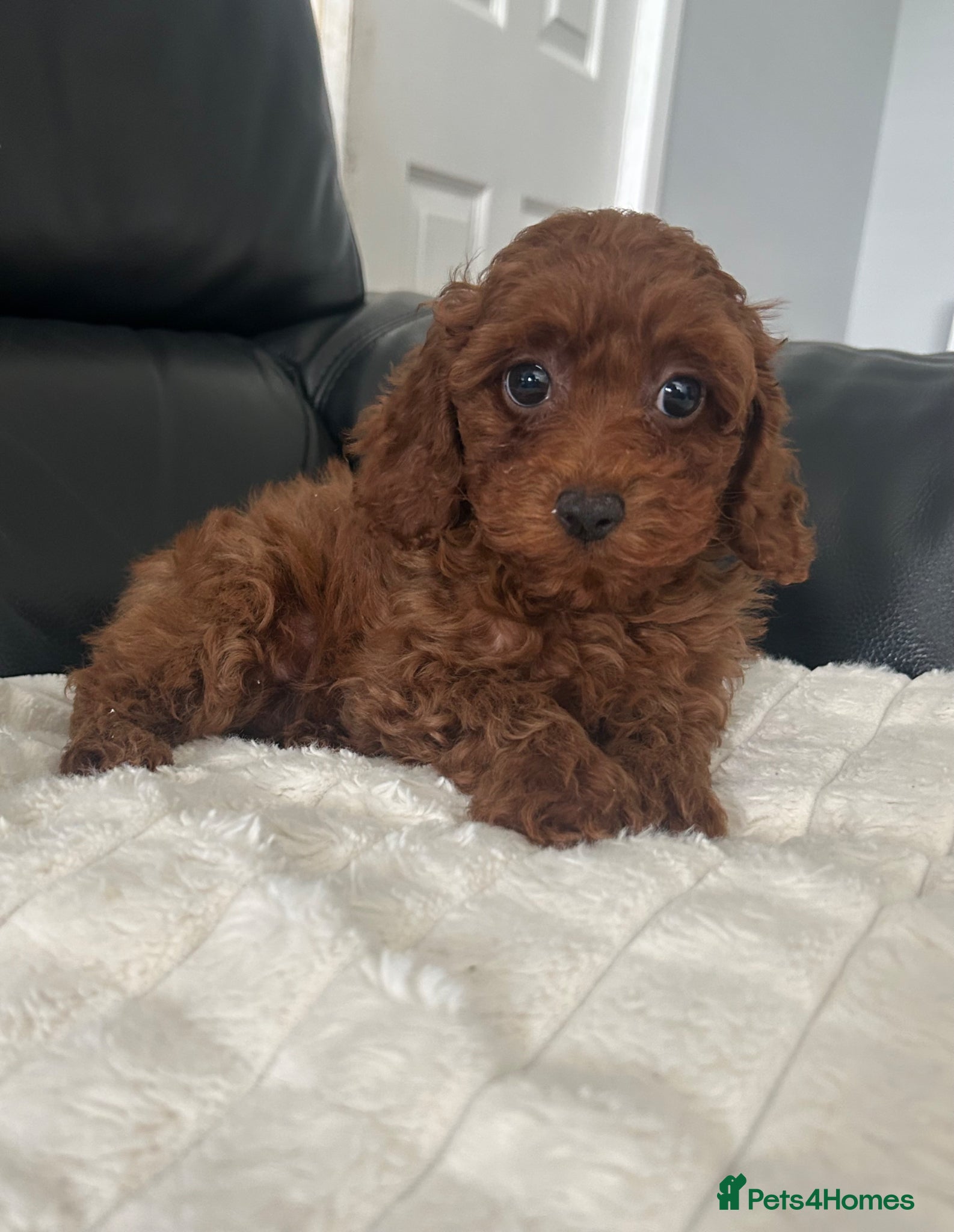 Toy Poodle dogs Beautiful Asian Toy Poodles  - Advert 2