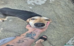 Mixed Breed dogs for adoption: Cahil , a sweet Cypriot girl  - Image 14