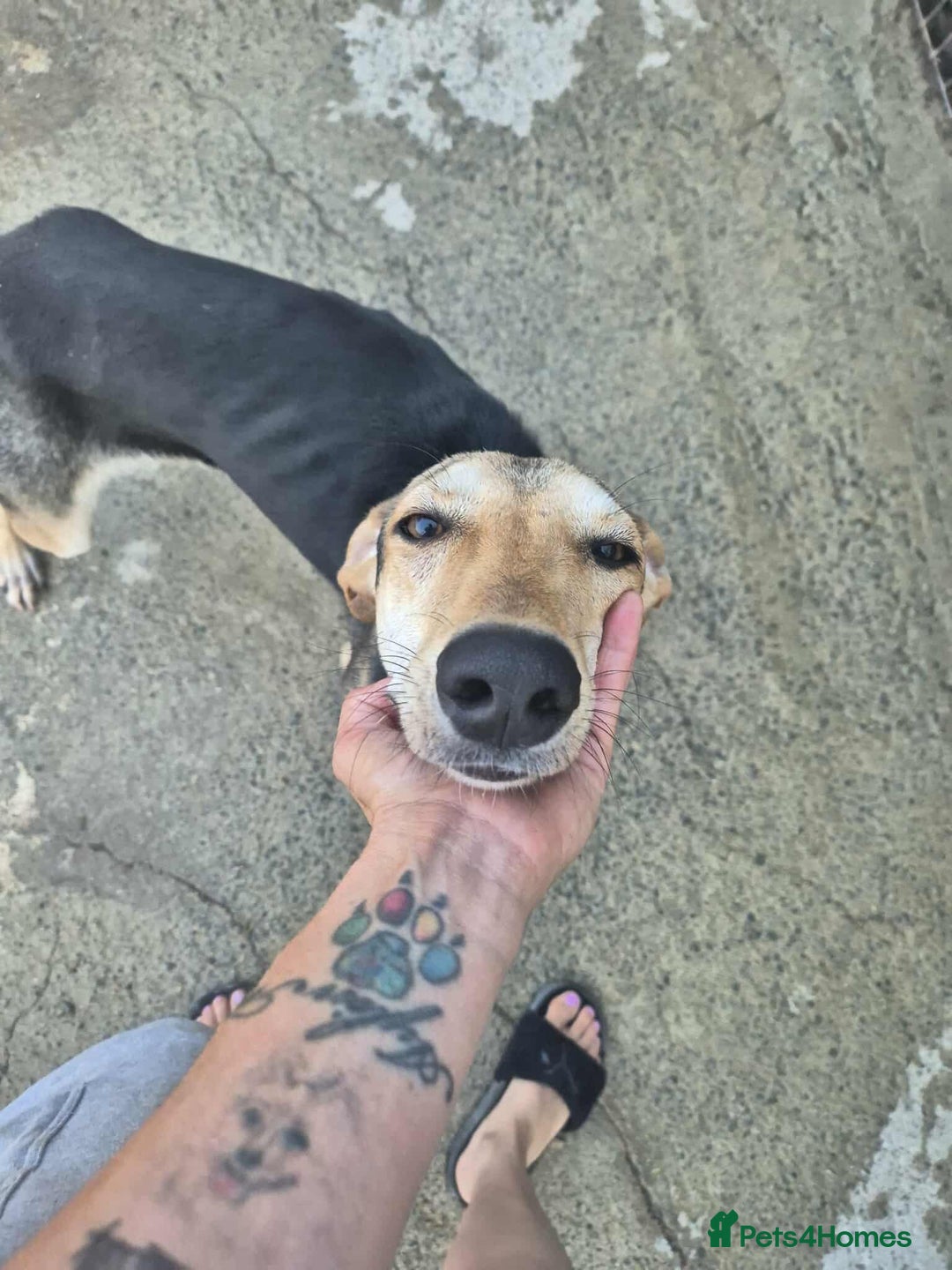 Mixed Breed dogs for adoption: Cahil , a sweet Cypriot girl  - Image 14
