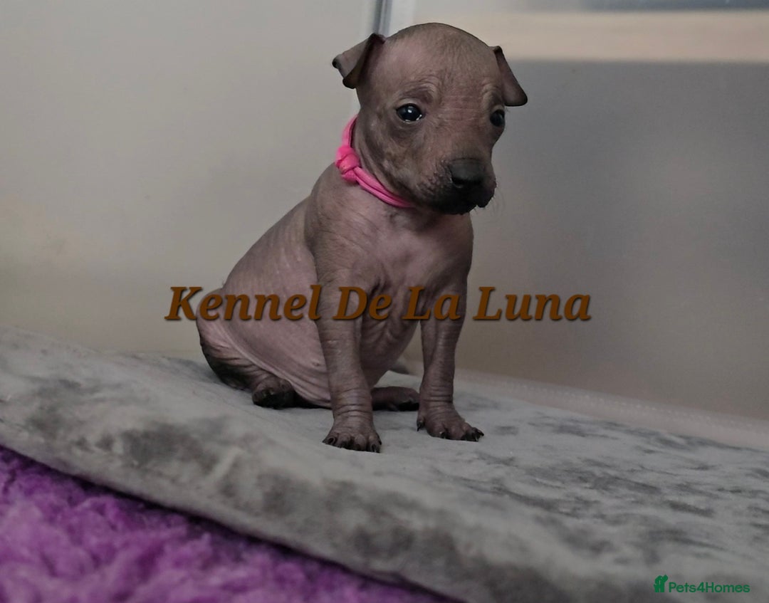 Mexican Hairless dogs for sale: Kc registered Xoloitzcuintle miniature puppies  - Advert 22