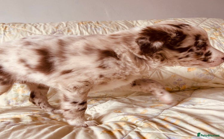 Border Collie dogs - Advert 1