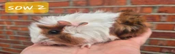 Guinea Pig rodents for sale: Ready to reserve  - Advert 11