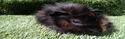 Guinea Pig rodents for sale: ABYSSINIAN BOYS - Advert 17