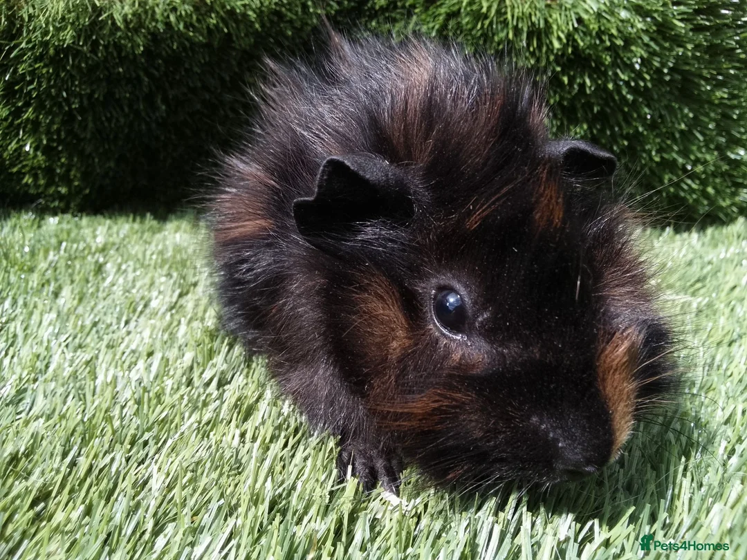 Guinea Pig rodents for sale: ABYSSINIAN BOYS - Advert 17