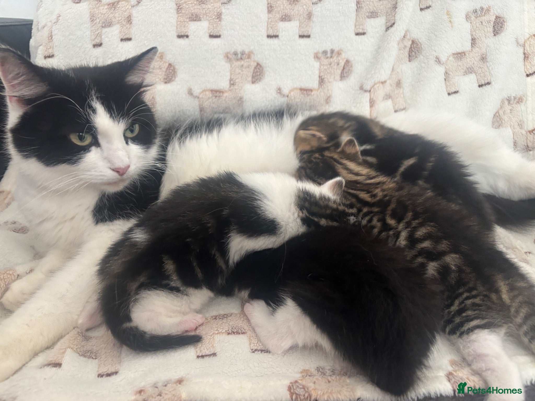 Domestic Shorthair cats Male kittens - Advert 1