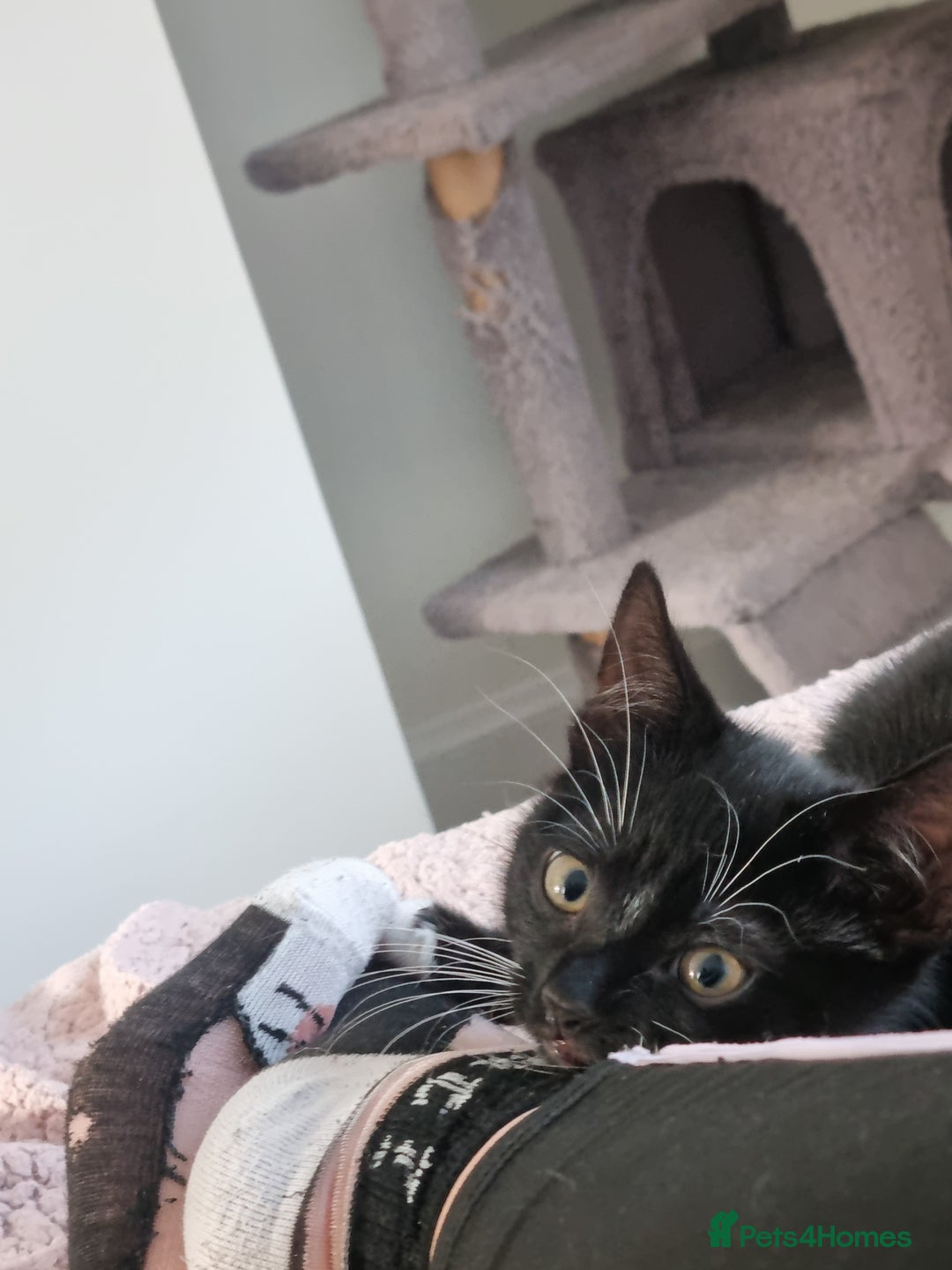 Domestic Shorthair cats for sale: Kittens for sale, READY TO GO NOW!  - Image 11
