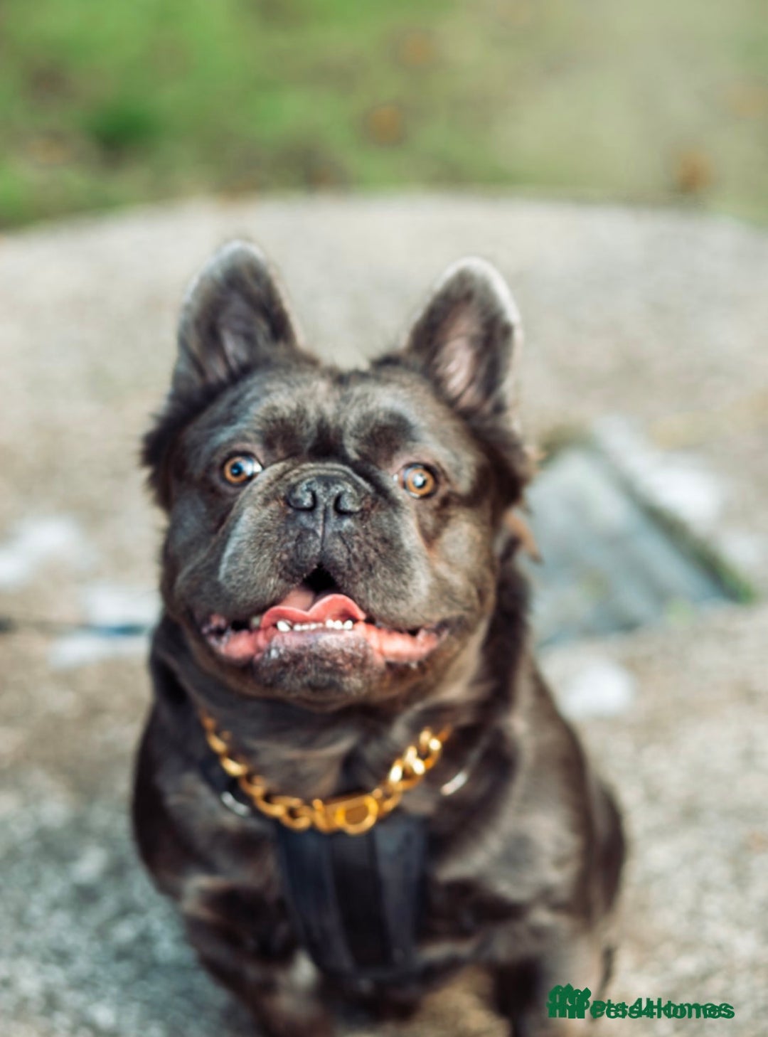 French Bulldog dogs for sale: LILAC TAN FRENCH BULLDOG PUPPY L4/L4 FLUFFY💪🏻⭐️ - Advert 11