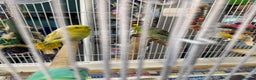 Parakeets birds for sale: Couple beautiful parrotlets  - Advert 1