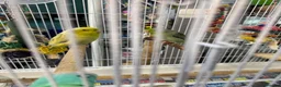 Parakeets birds for sale: Couple beautiful parrotlets  - Advert 1