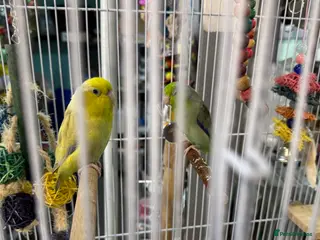 Parakeets birds Couple beautiful parrotlets - Advert 17