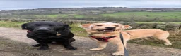 Mixed Breed dogs for sale: Crowley – Loving Lab×GWP Seeking Experienced Home in Bradford - Advert 8