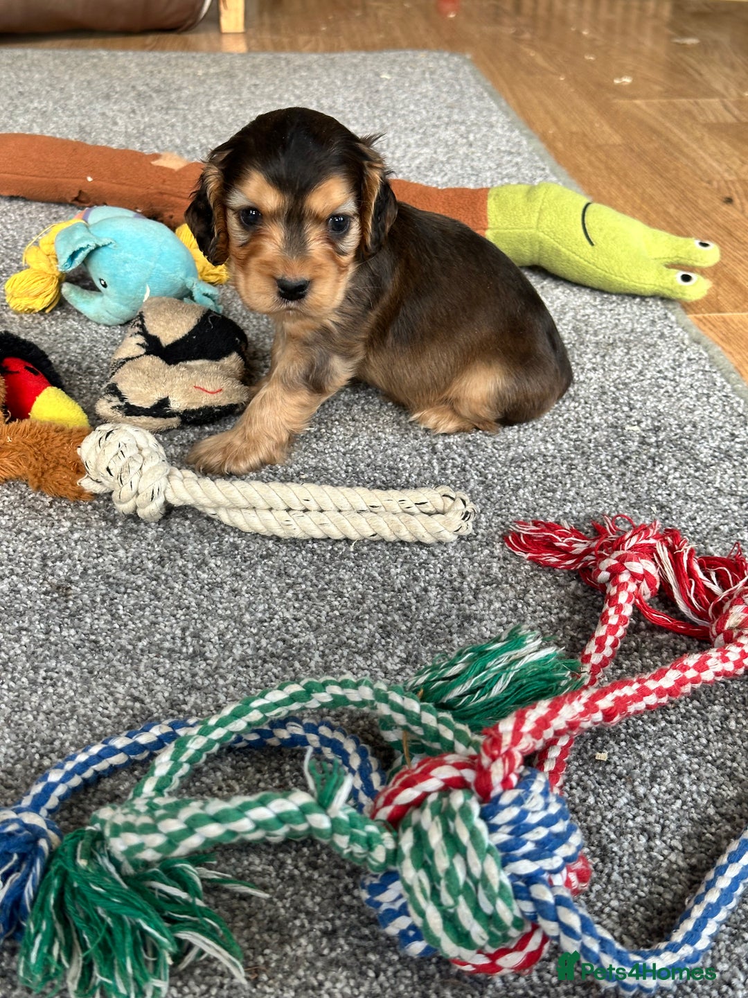 Cocker Spaniel dogs for sale: Handsome boys - Image 25