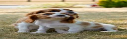 Cavalier King Charles Spaniel dogs for sale: ⭐️Cavalier King Charles puppies⭐️ - Advert 16