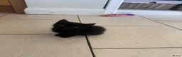 Mixed Breed cats for sale: Kittens  in Frinton-on-Sea - Advert 10