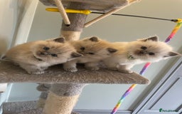 Ragdoll cats for sale: Blue and Pure Blue Mitted Ragdoll Kittens - Image 1