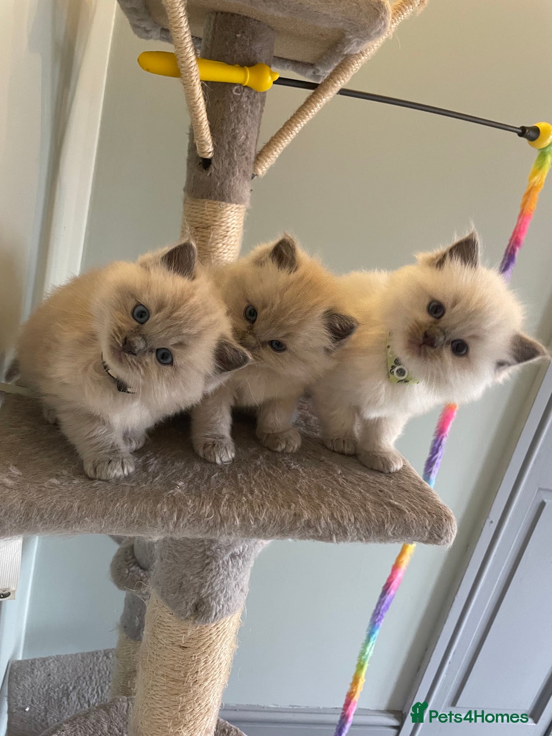 Ragdoll cats for sale: Blue and Pure Blue Mitted Ragdoll Kittens - Image 1