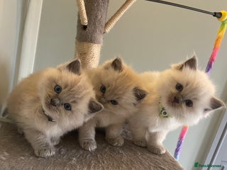 Ragdoll cats - Advert 2