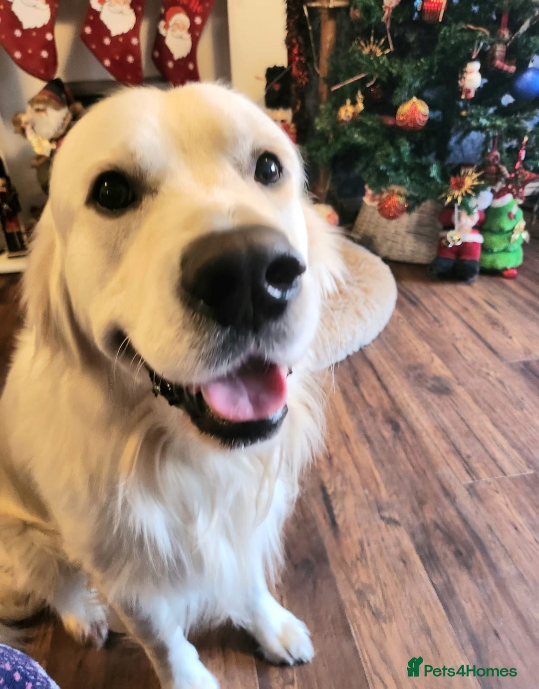 Golden Retriever dogs for sale: Golden puppies  - Image 10