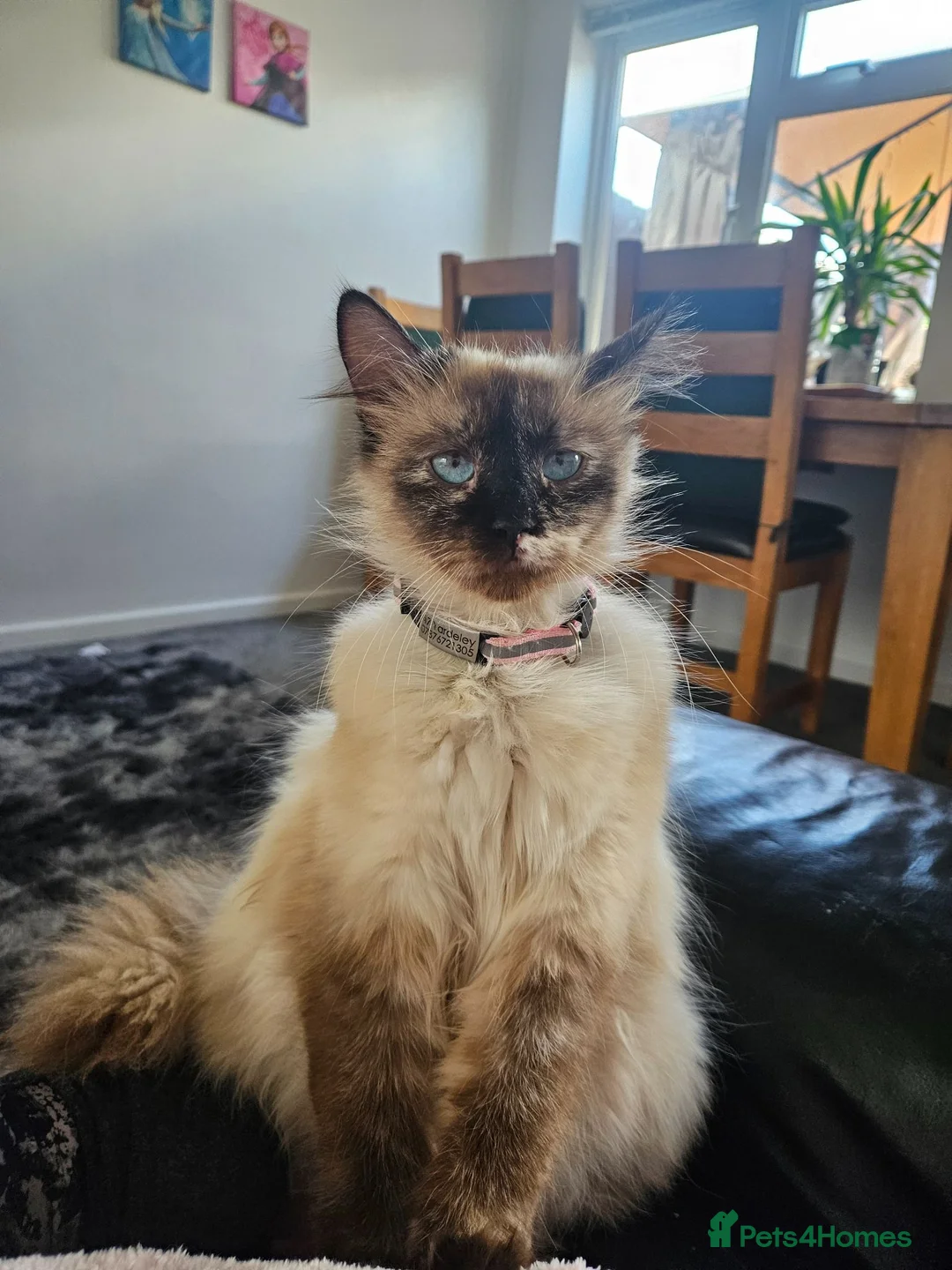 Mixed Breed cats for sale: Kittens  - Advert 11