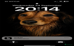 Dachshund dogs for stud: Ralph - Image 2