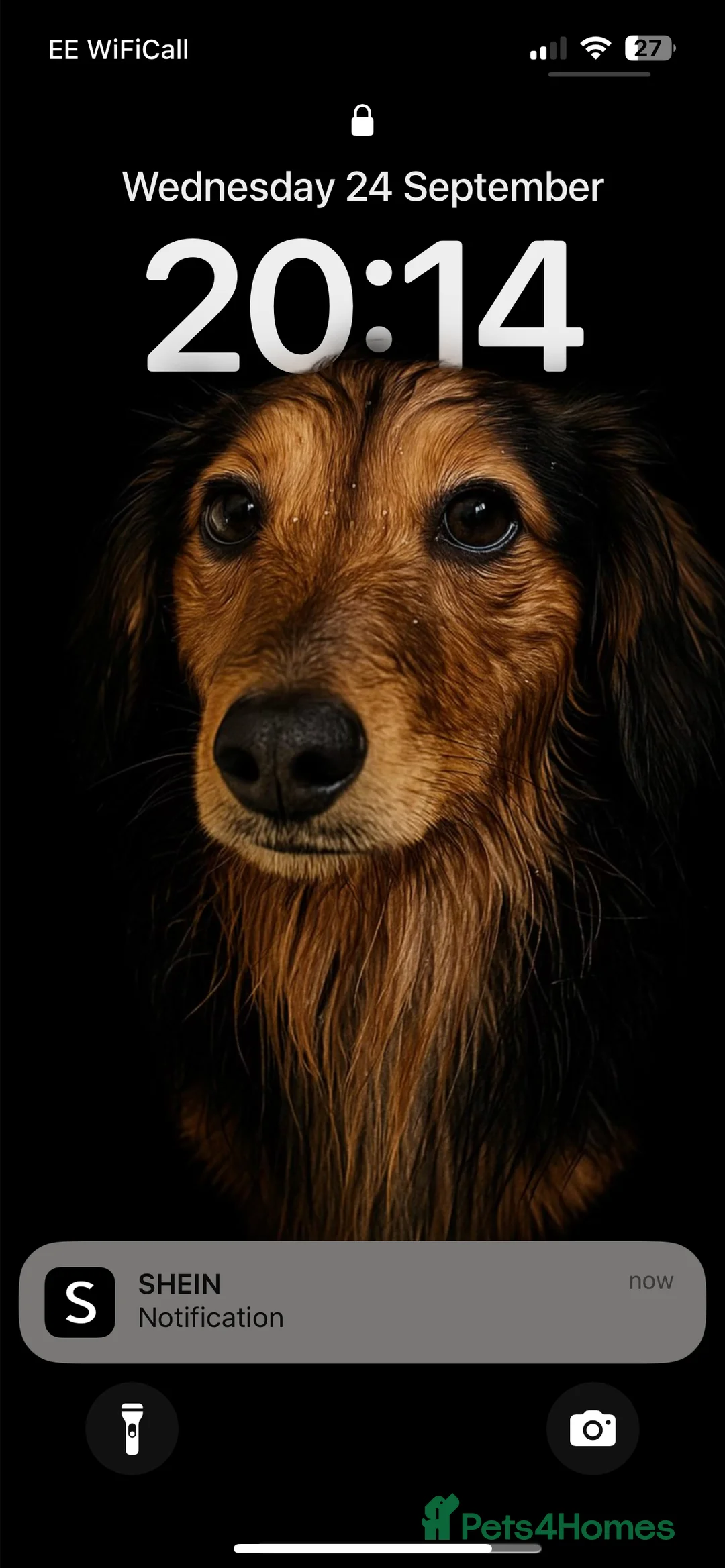 Dachshund dogs for stud: Ralph - Advert 2