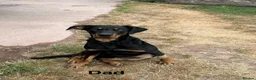 Huntaway dogs for sale: Pure Huntaway puppies  in Brecon - Advert 2
