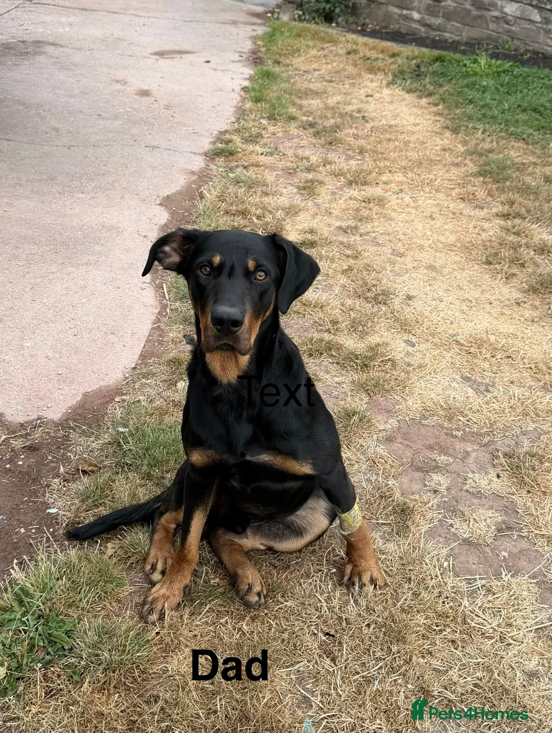 Huntaway dogs for sale: Pure Huntaway puppies  in Brecon - Advert 2