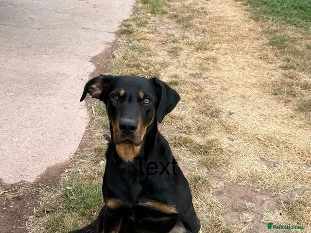 Huntaway dogs for sale: Pure Huntaway puppies - Advert 2