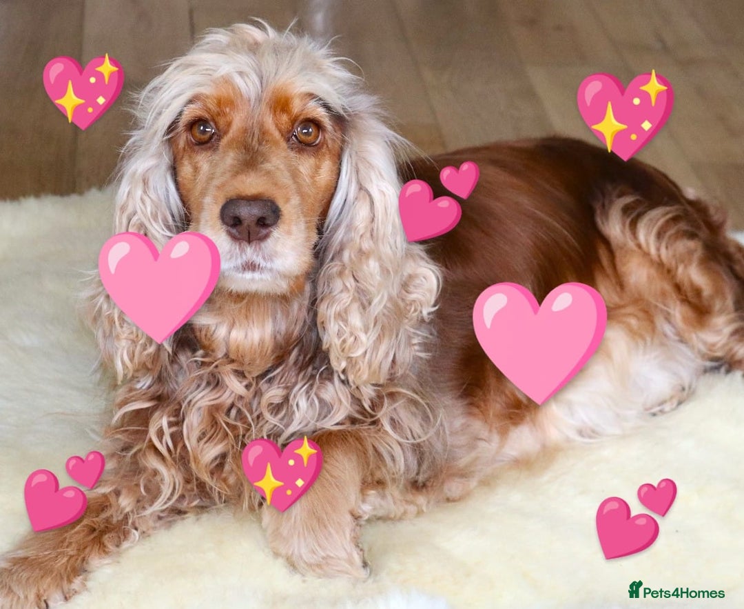 Cockapoo dogs for sale: Welcome to Cotswold Cavapoos and Cockapoos - Advert 3