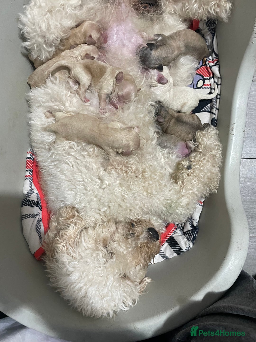 Cockapoo dogs for sale: 8 gorgeous F1 Cockapoos - Advert 2