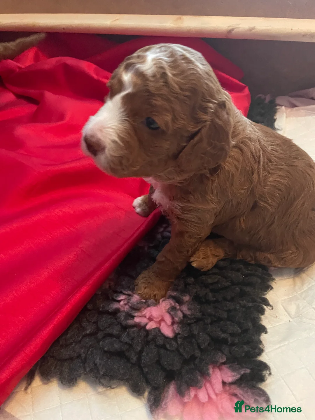 Cockapoo dogs for sale: X3 f1b cockapoo puppies  - Advert 26